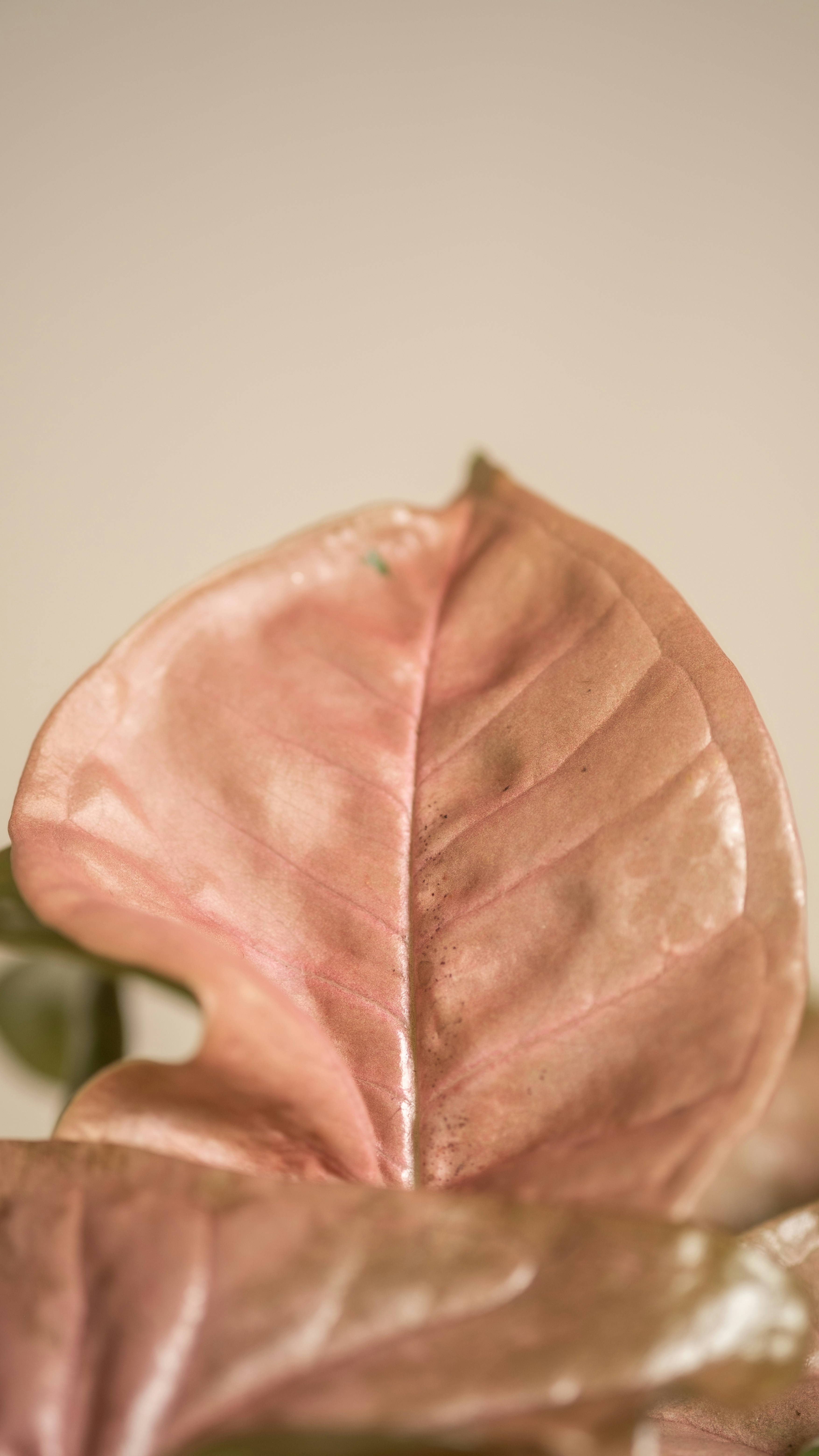 Photo by feeypflanzen