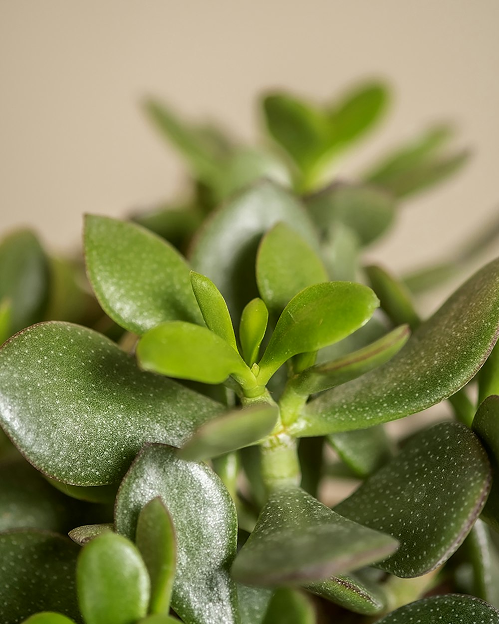 a close up of a plant with green leaves