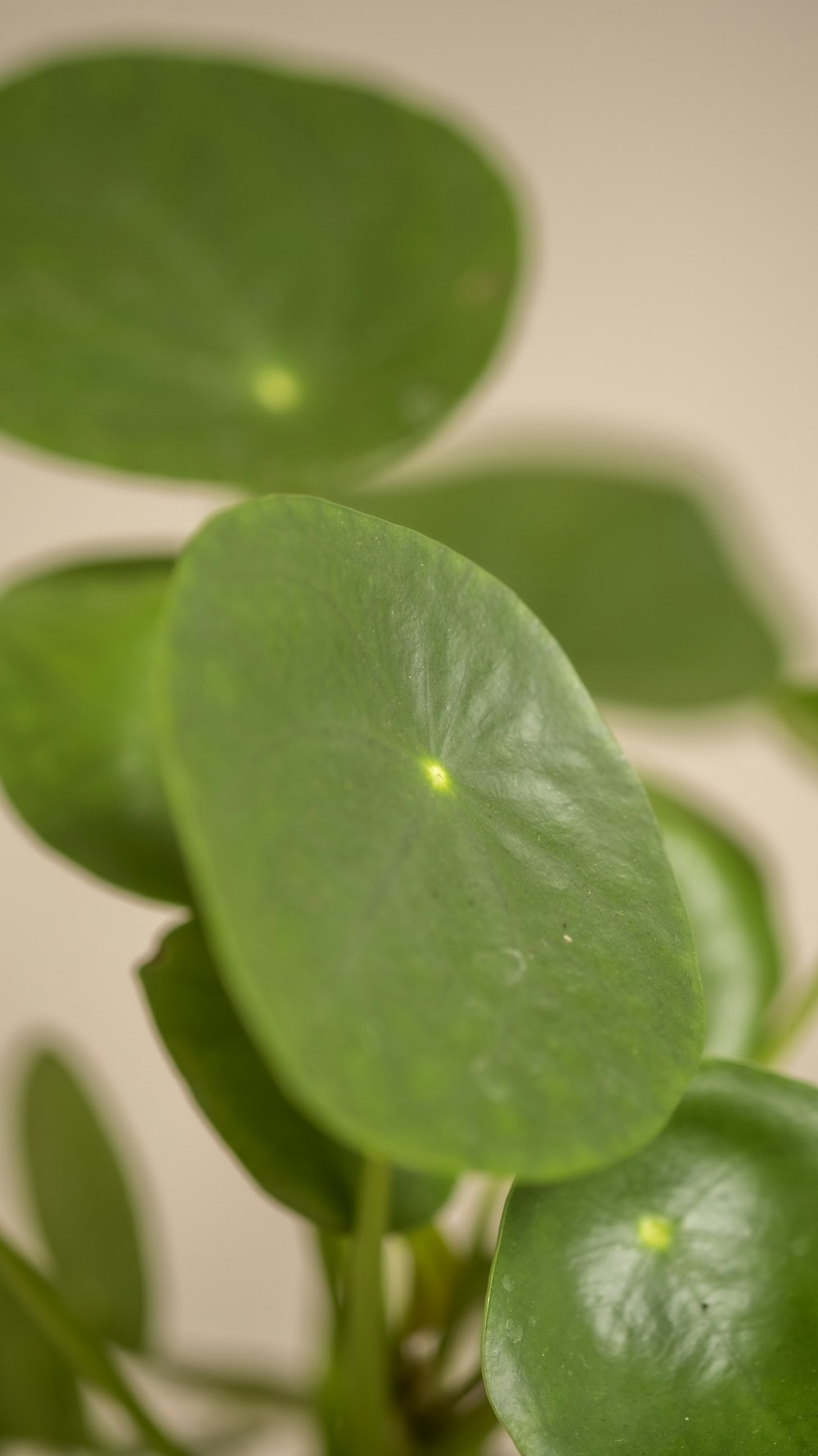 Un primer plano de una planta verde con hojas