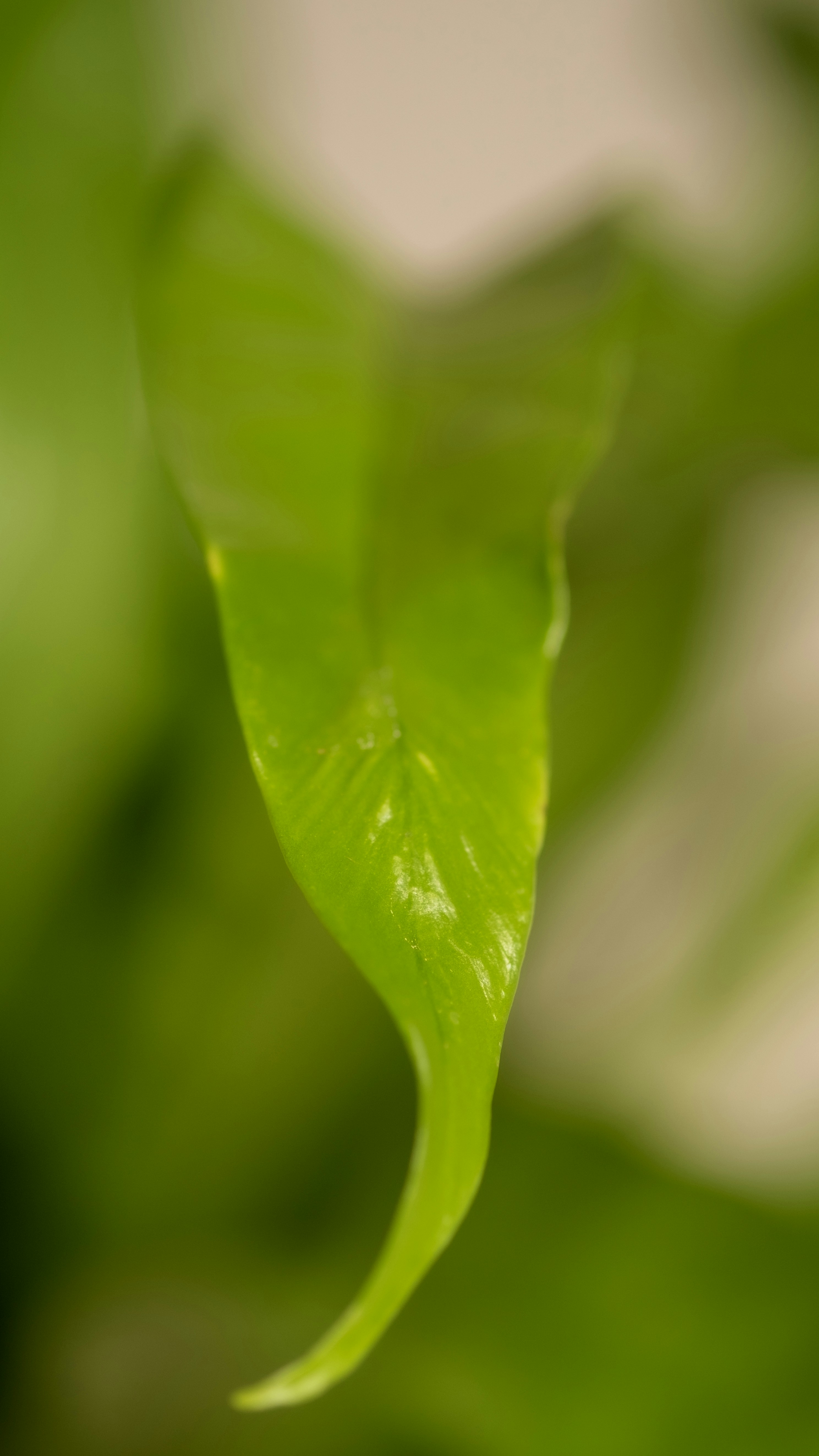 Photo by feeypflanzen