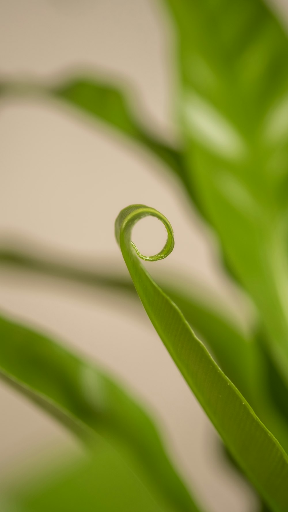 Un primer plano de una planta verde con gotas de agua