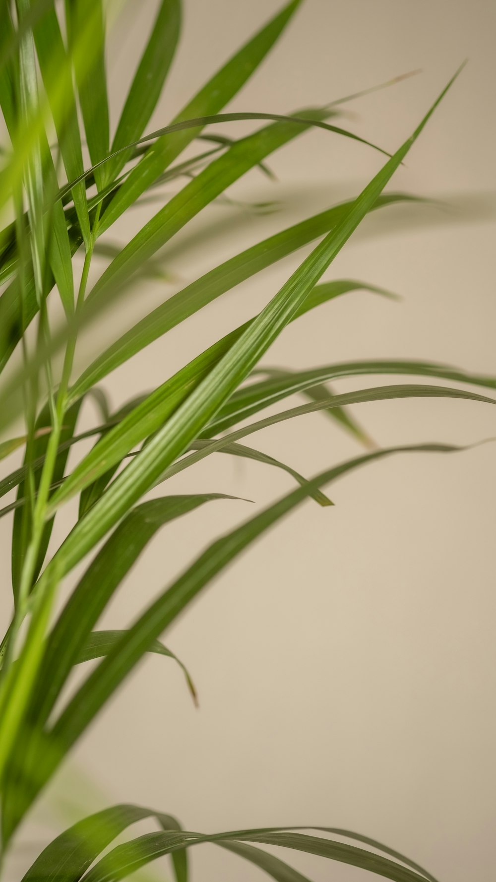 a close up of a plant with green leaves