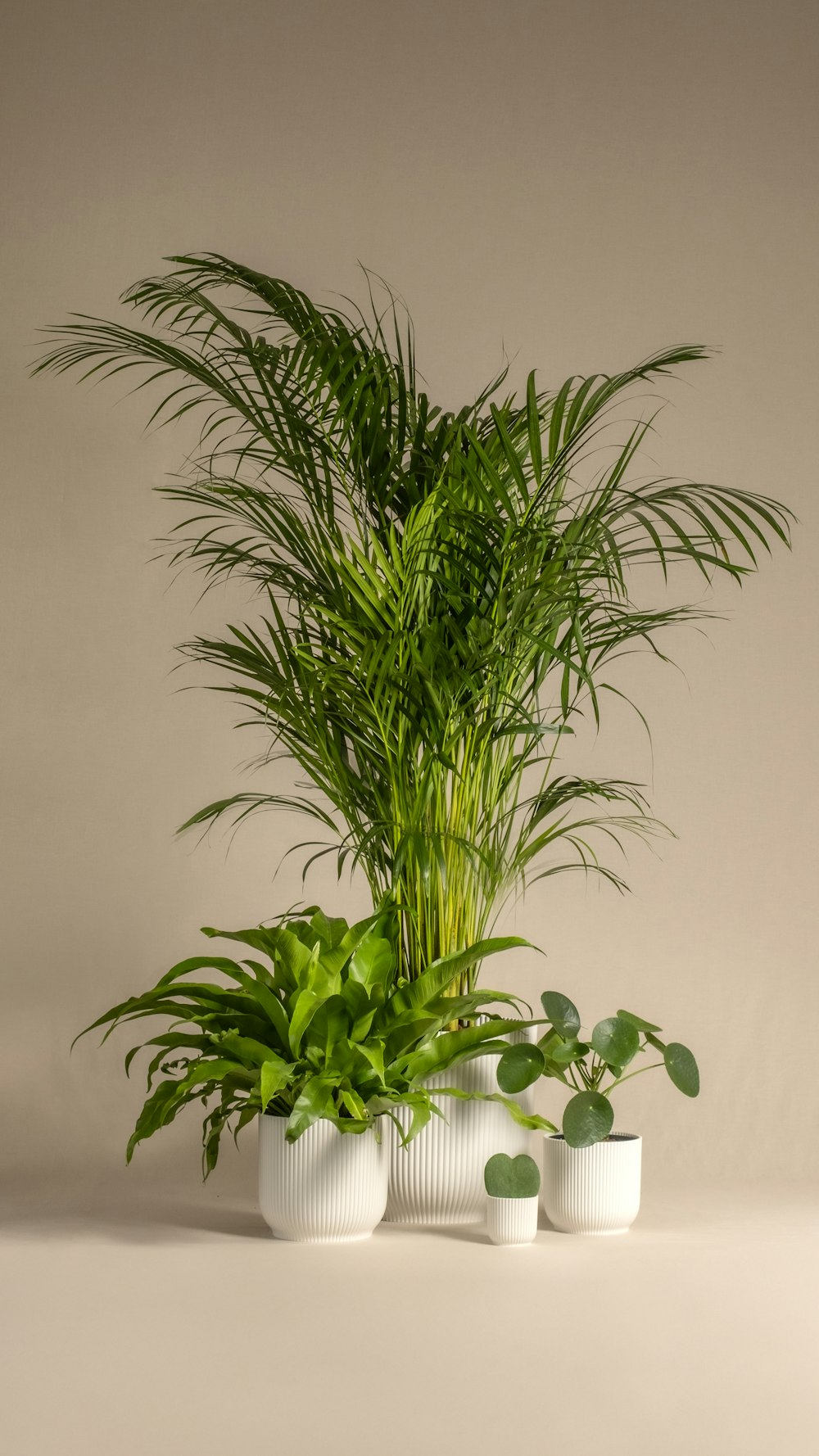 a green plant in a white pot with three white vases