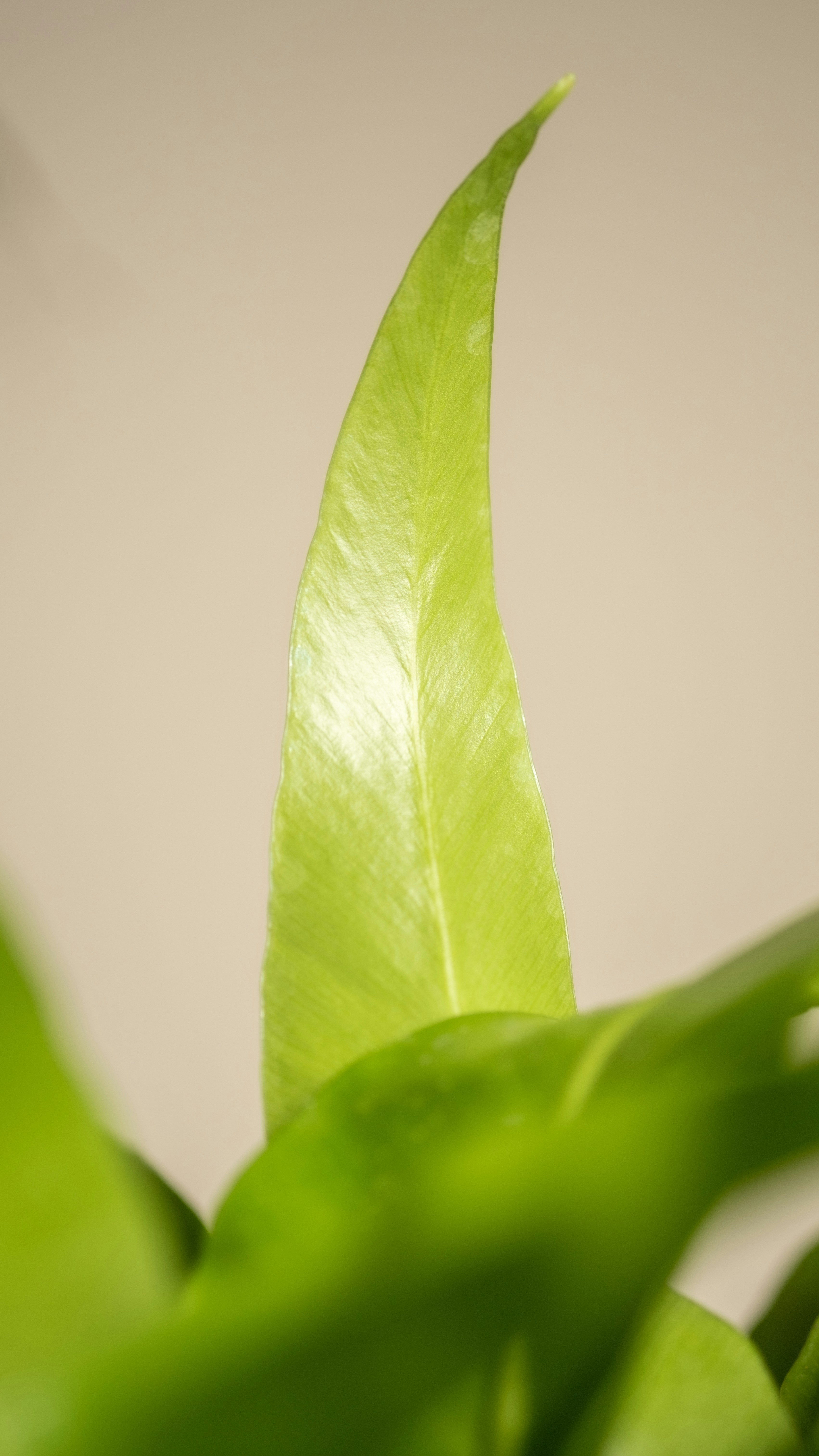 Photo by feeypflanzen