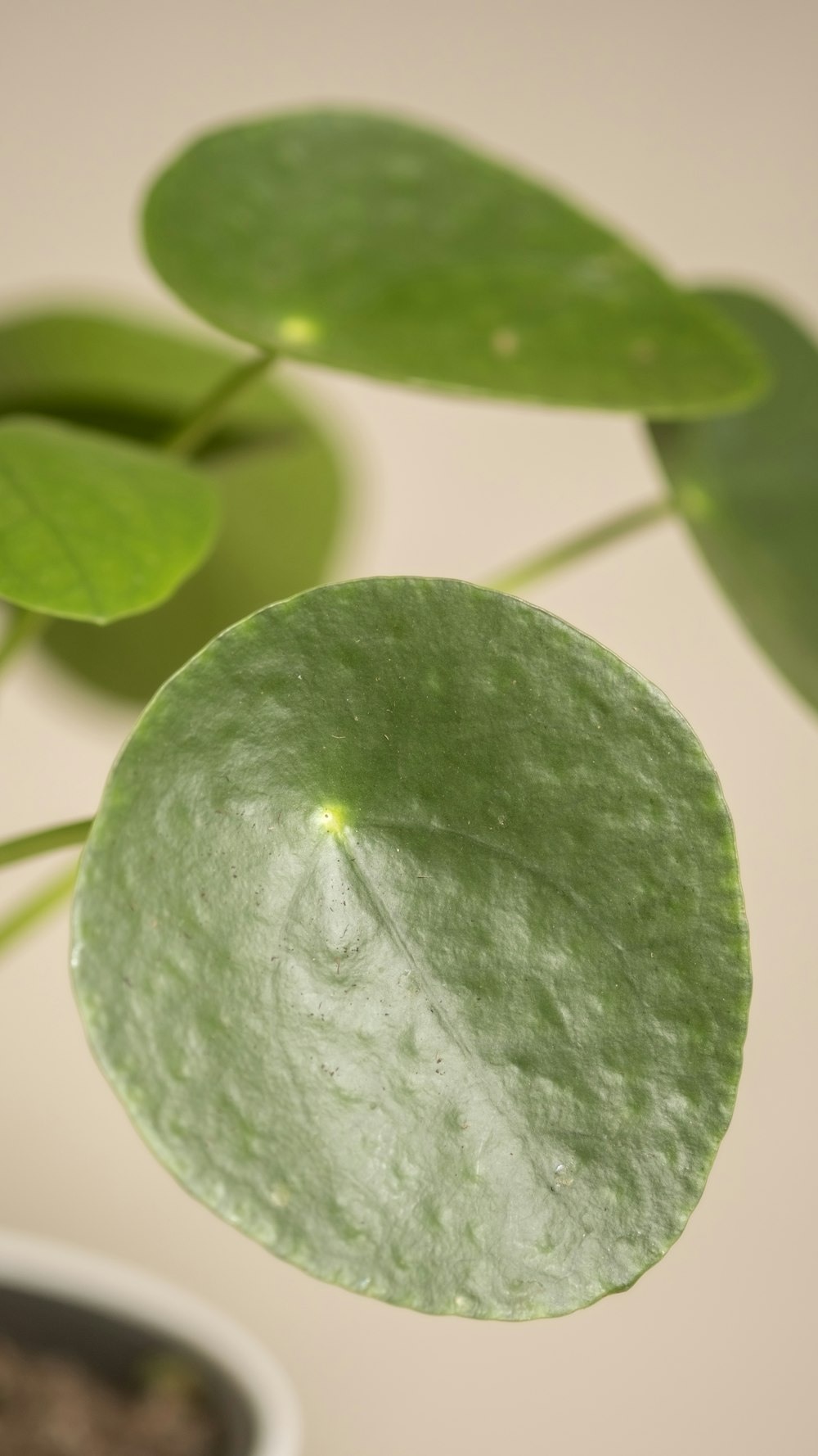 Un primer plano de una planta verde con hojas