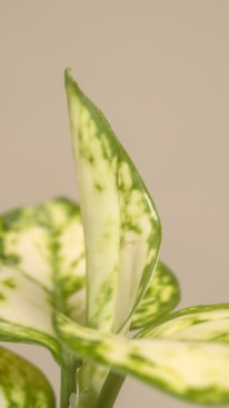 a close up of a green and white plant