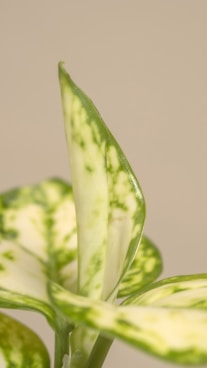 a close up of a green and white plant