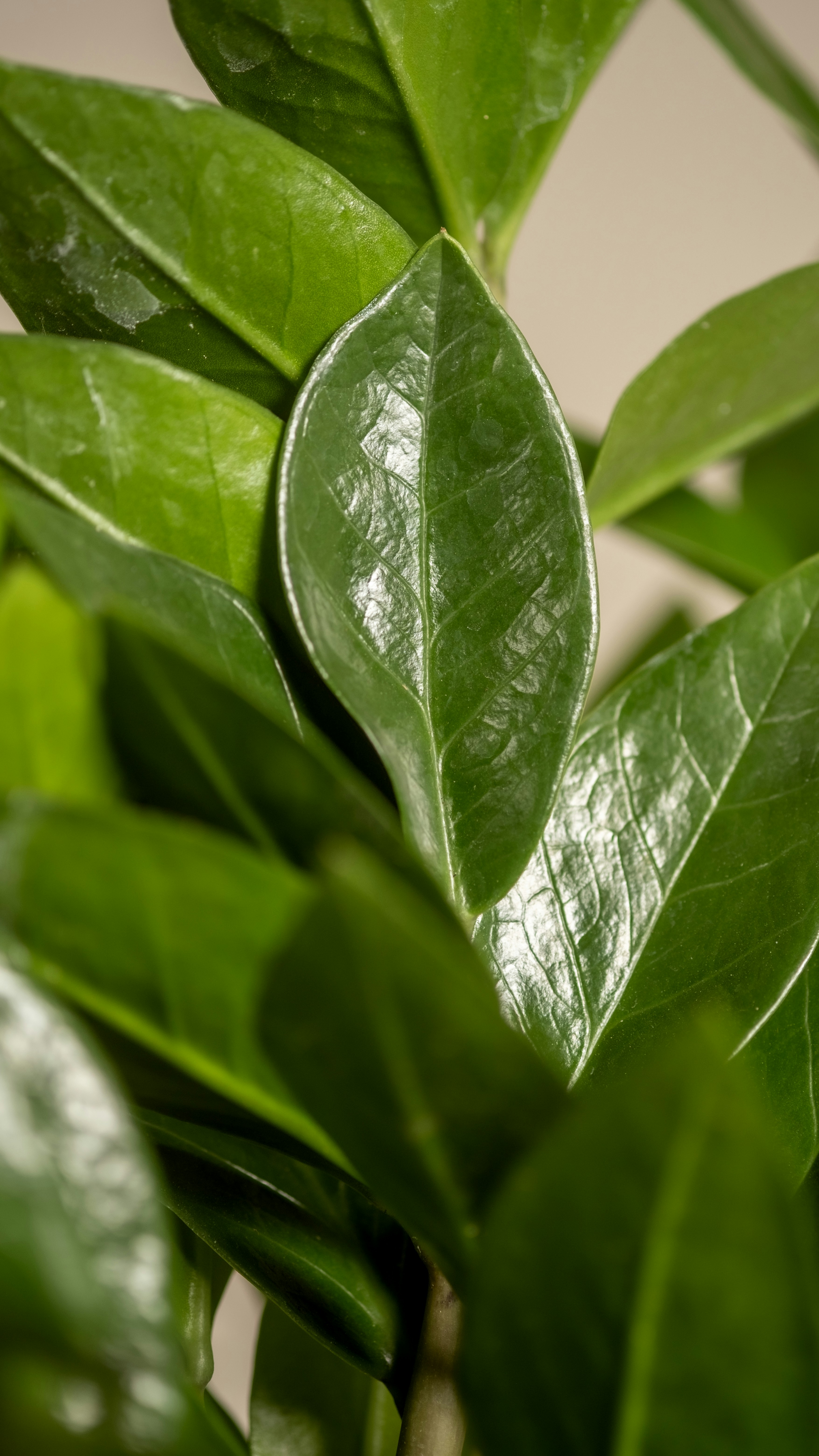 Photo by feeypflanzen