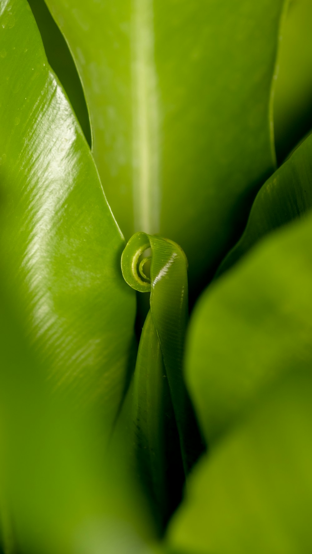 Un primer plano de una planta verde con hojas