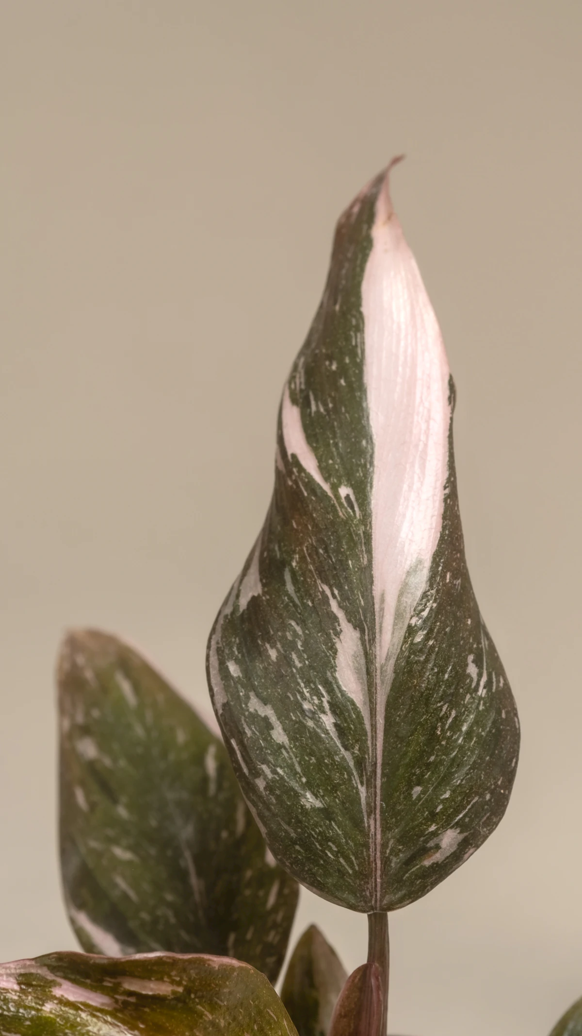 A heavily variegated leaf with marbled white and green — the genetic instability that defines White Fusion's appearance and its temperament
