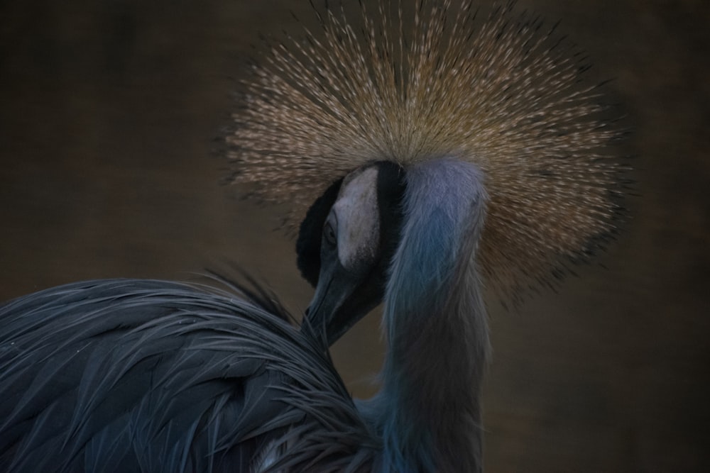 a close up of a bird with a long neck