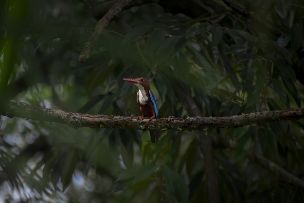 un uccello colorato appollaiato su un ramo d'albero