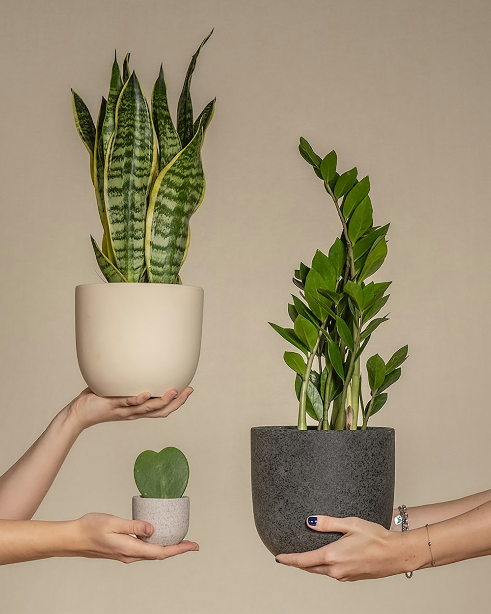 two hands holding a plant and a potted plant