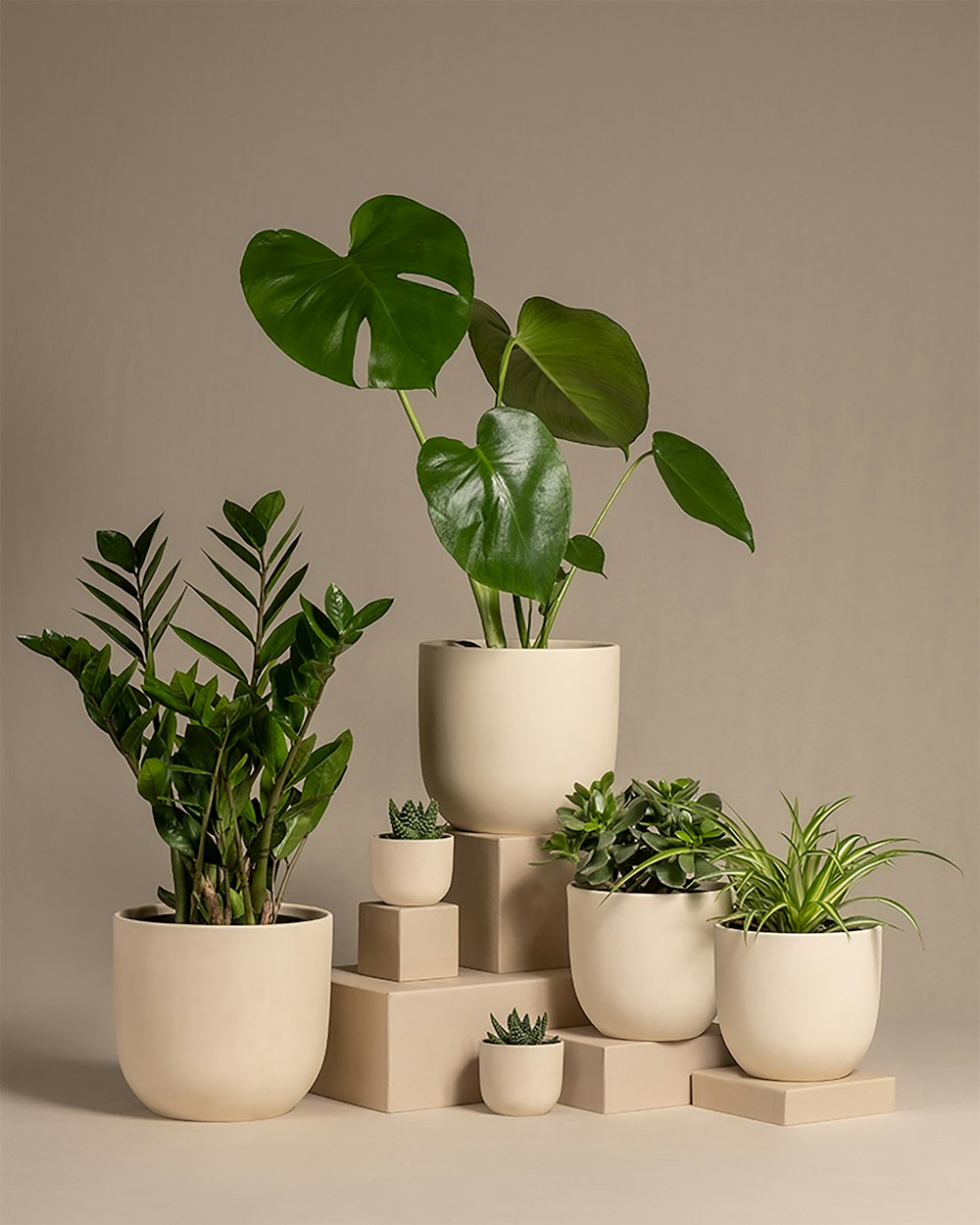 a group of potted plants sitting next to each other