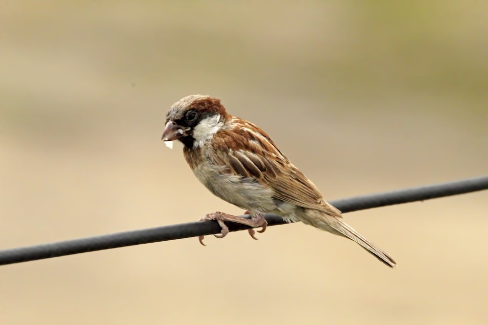 a bird sitting on a wire with a blurry background