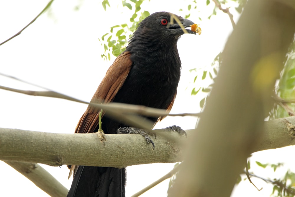 a bird sitting on a branch of a tree