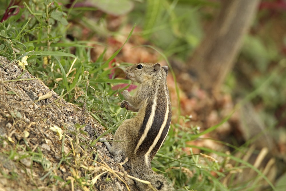 a small animal standing on its hind legs