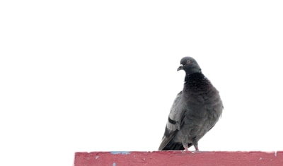A lone pigeon stands on top of a structure, with its dark feathers contrasting against the stark white background. The structure is painted red with patches of blue and white showing through, suggesting wear or weathering. The pigeon appears attentive and alert, facing slightly to its right.