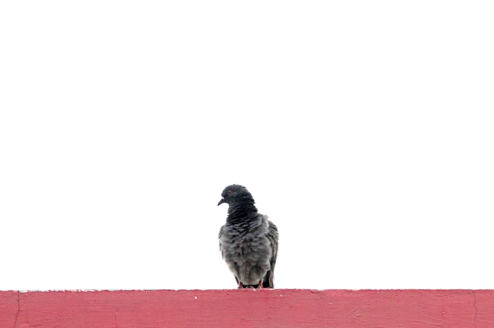 a black bird sitting on top of a red wall