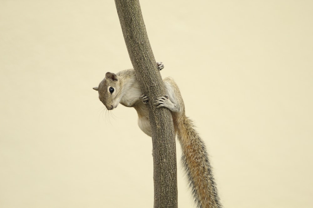 um esquilo está subindo ao lado de uma árvore