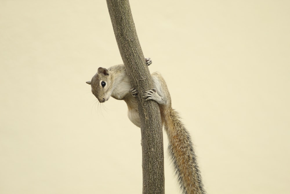 a squirrel is climbing up the side of a tree