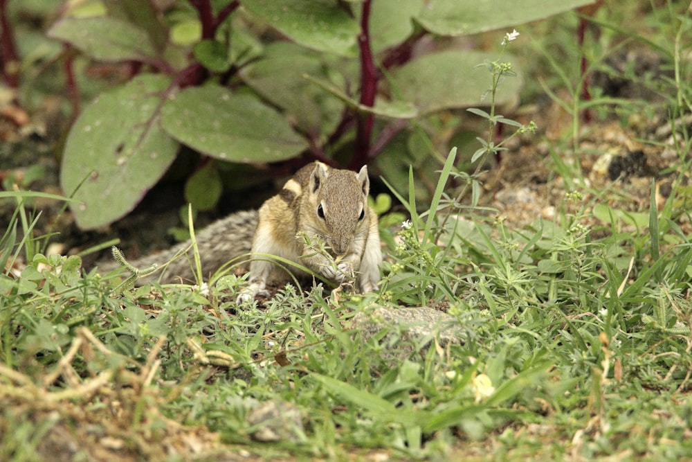 a small rodent is sitting in the grass