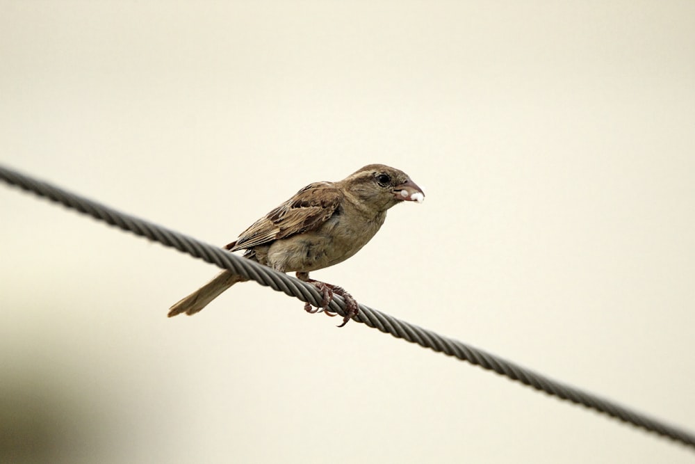 a small bird perched on a wire