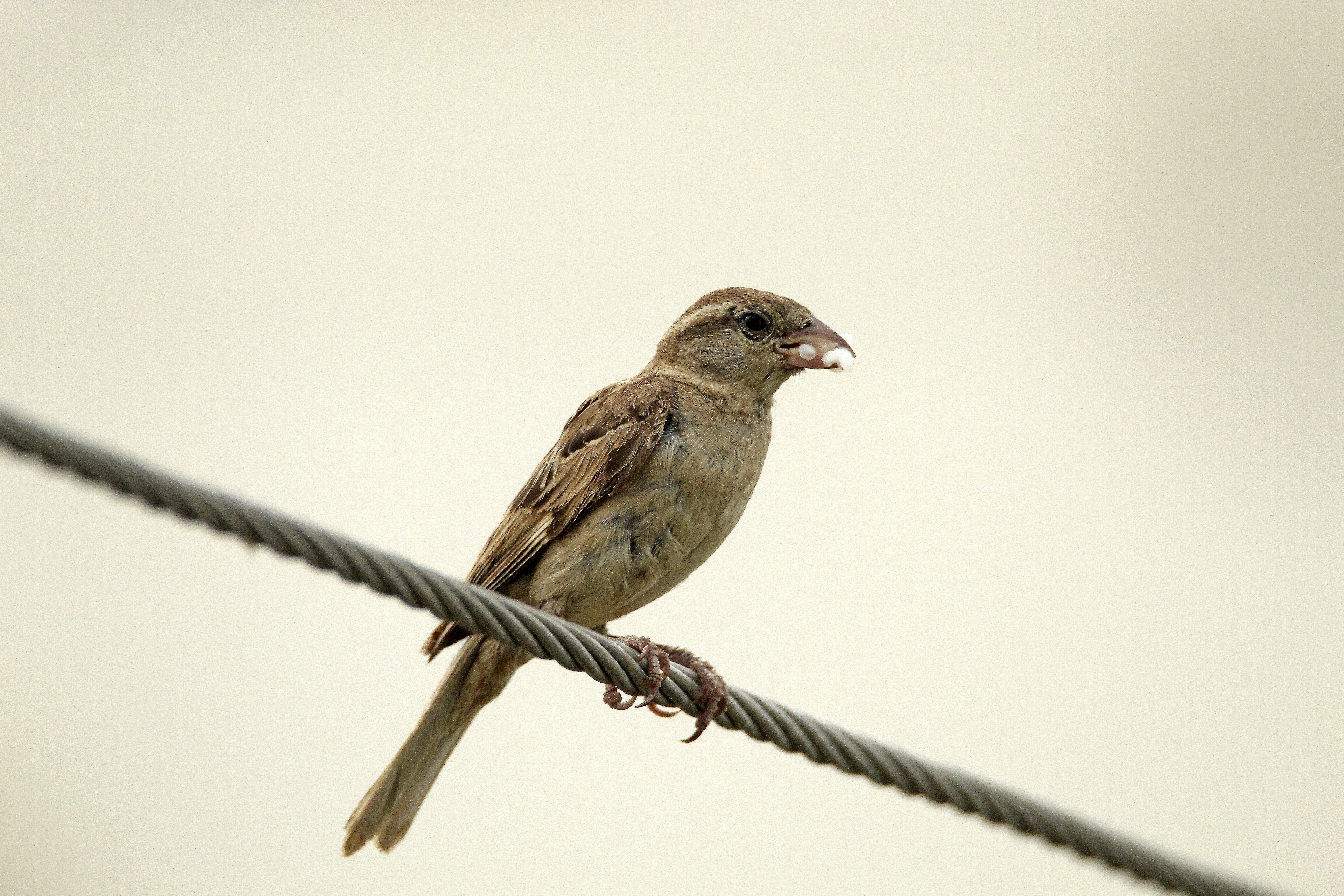 Photo by viswaprem