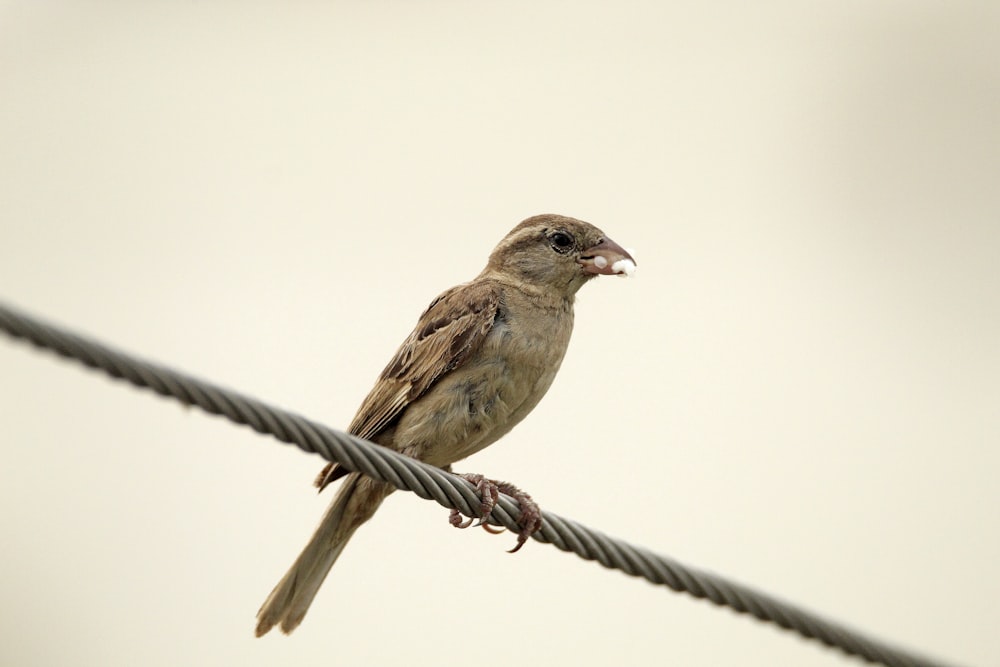 a bird sitting on a wire with a sky background