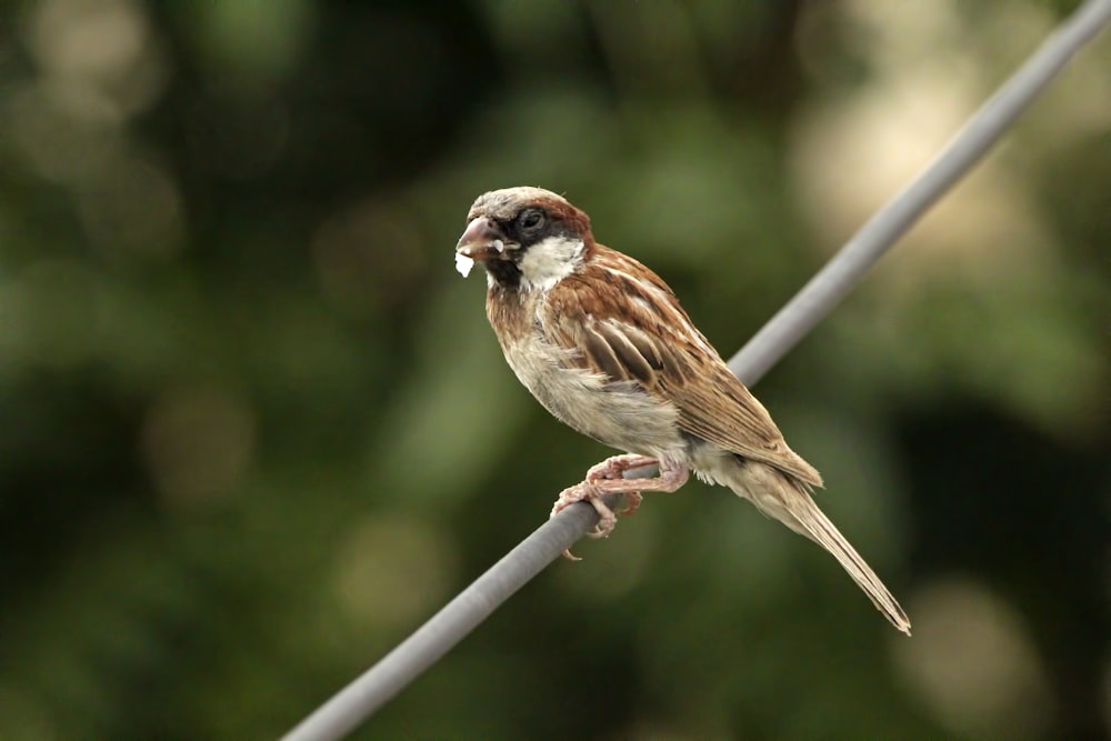 a bird sitting on a wire with a blurry background