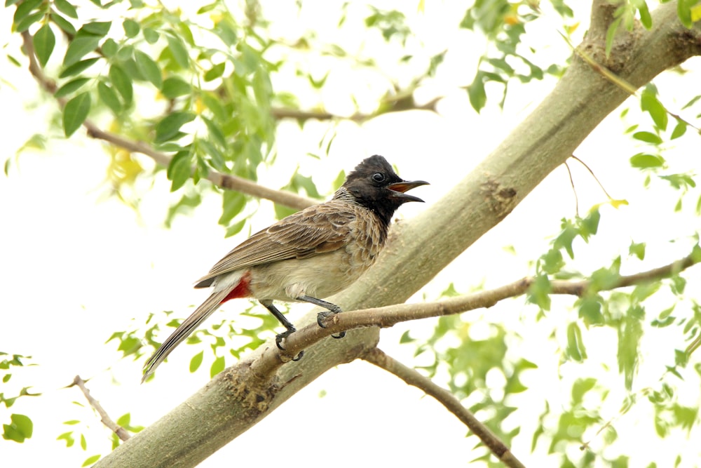 a bird sitting on a branch of a tree