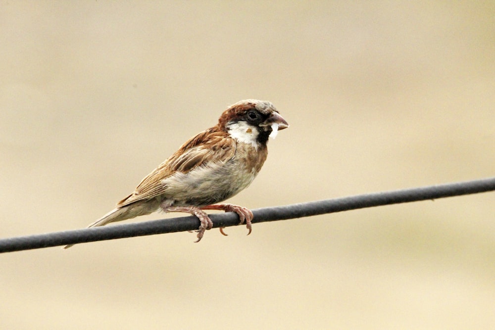 a bird sitting on a wire with a blurry background