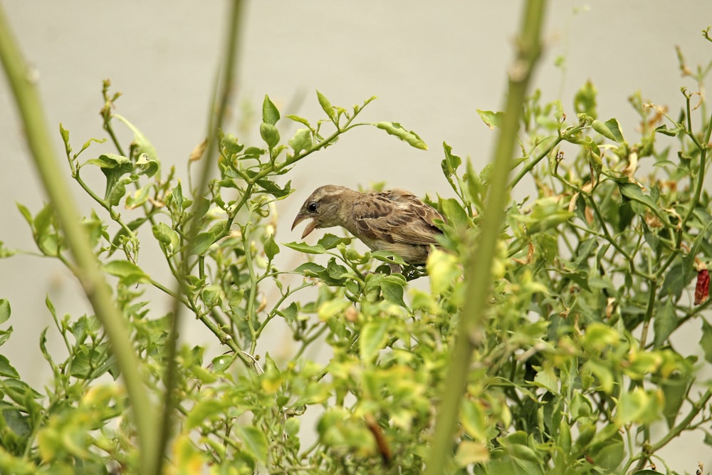a small bird perched on top of a green plant