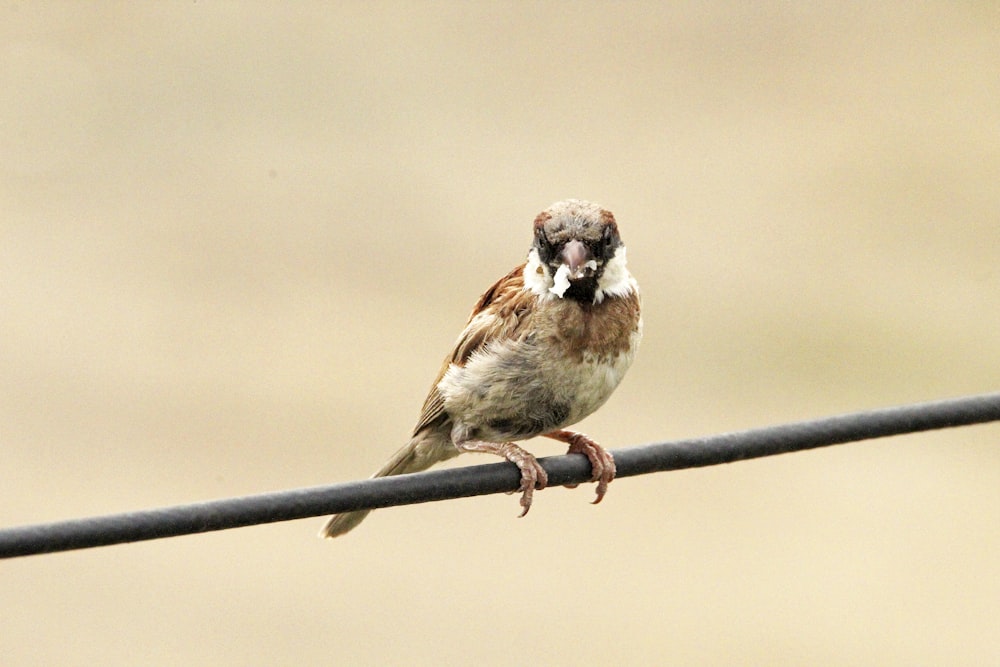 a bird sitting on a wire with a blurry background