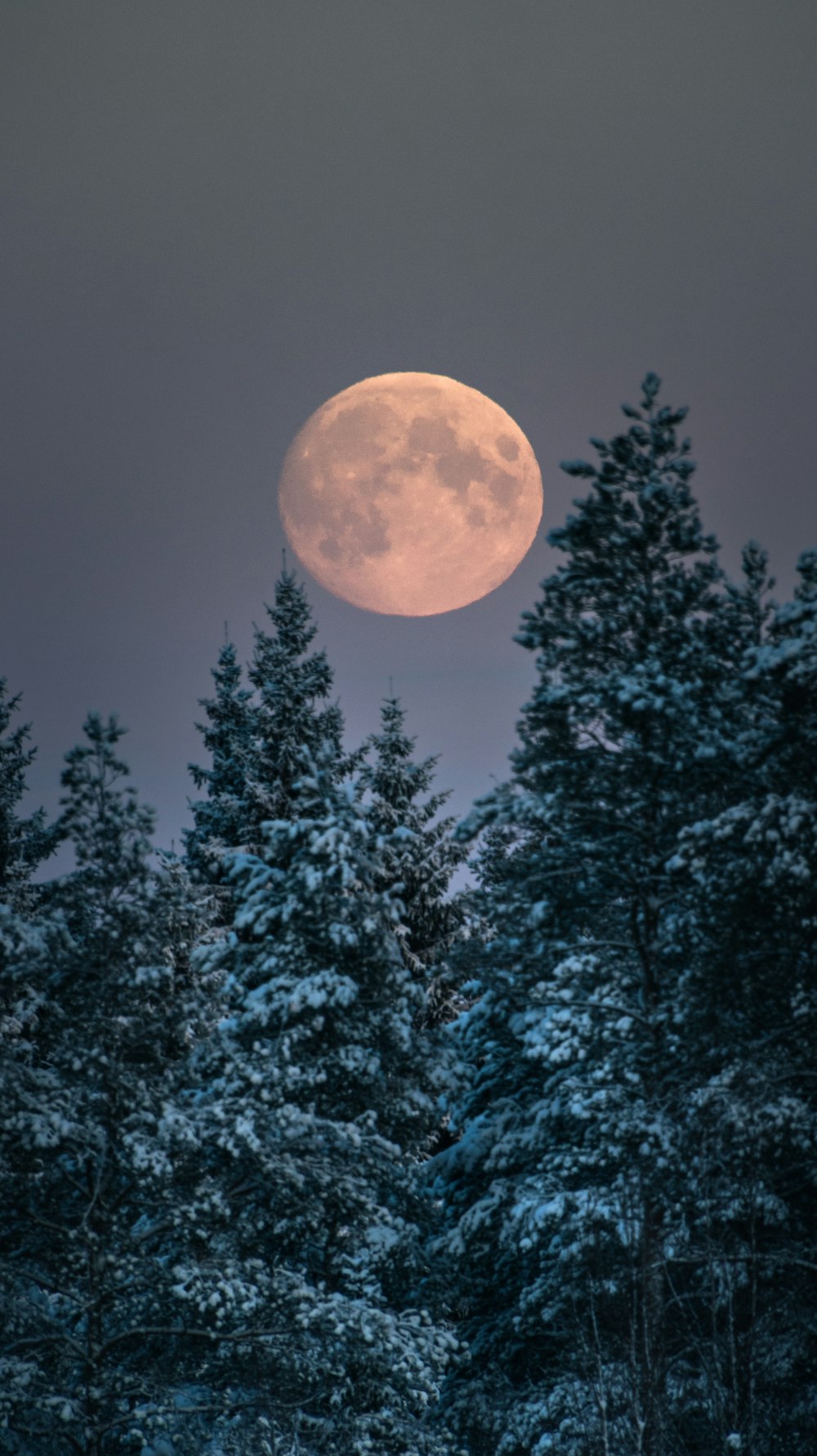 a full moon rises over a forest of trees