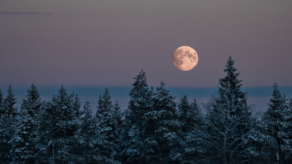 a full moon rising over a forest of trees