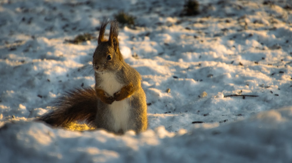 a squirrel is sitting in the snow and looking at the camera