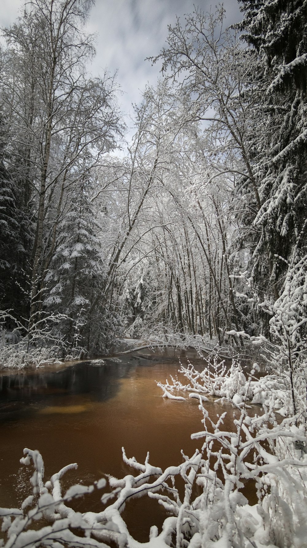 a river surrounded by trees covered in snow