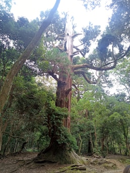 A majestic ancient oak tree standing tall in a sun-dappled forest clearing, its gnarled branches reaching skyward.