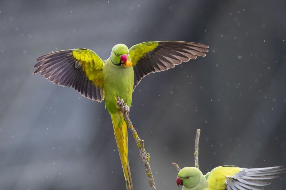 a couple of green birds sitting on top of a tree branch