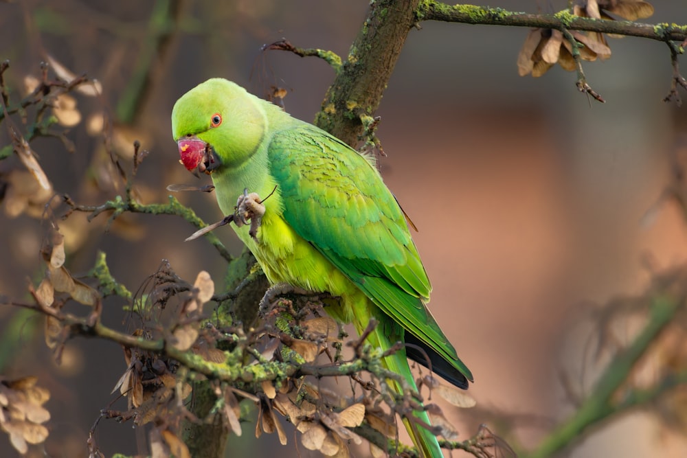 a green bird with a red beak sitting on a tree branch