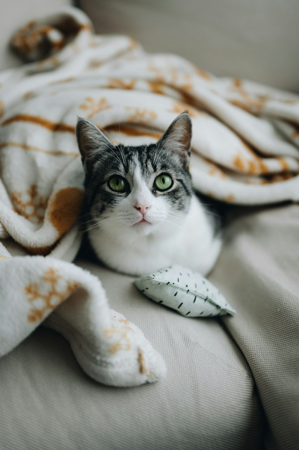 a cat laying on top of a bed under a blanket