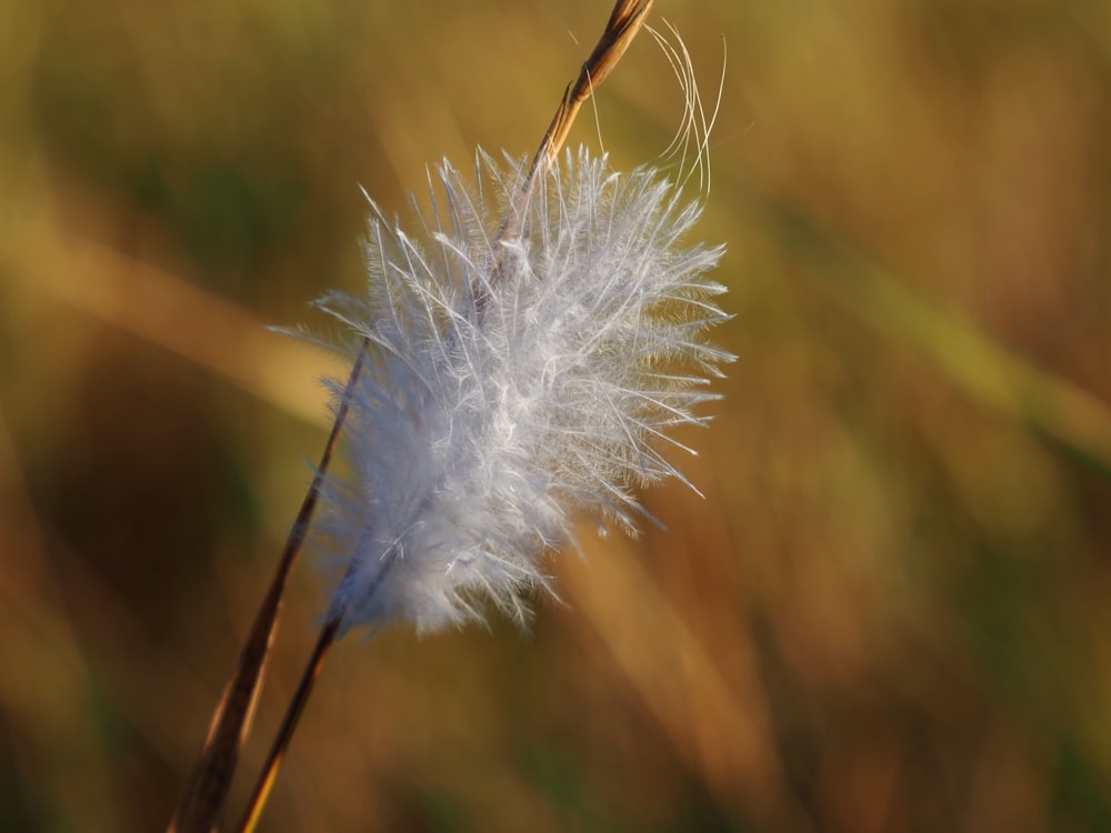 a close up of a white flower in a field