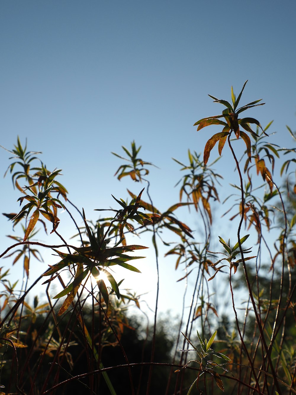 a close up of a plant with a blue sky in the background