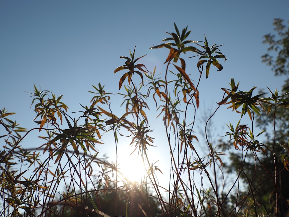 the sun shines through the branches of a tree