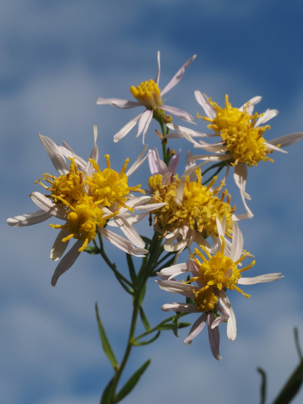 a close up of a flower with a blue sky in the background