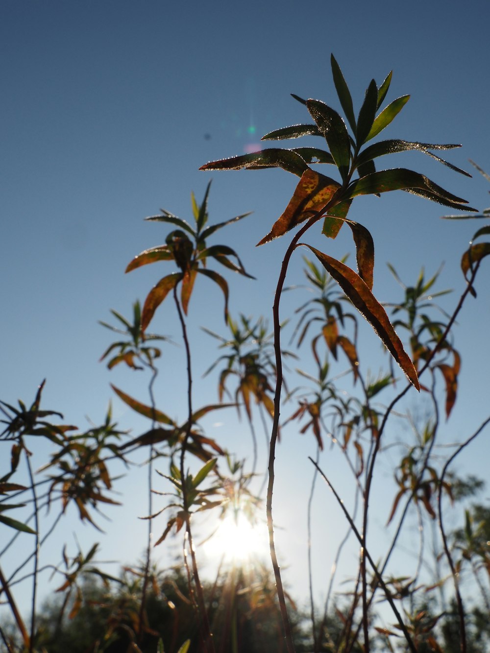 a close up of a plant with the sun in the background