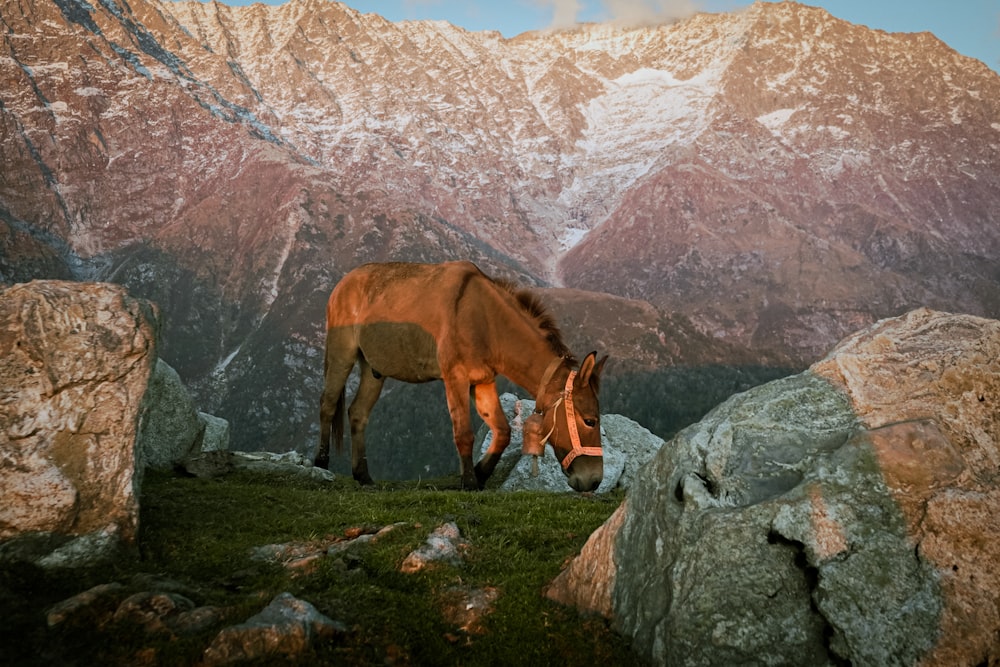 a brown horse eating grass on top of a mountain