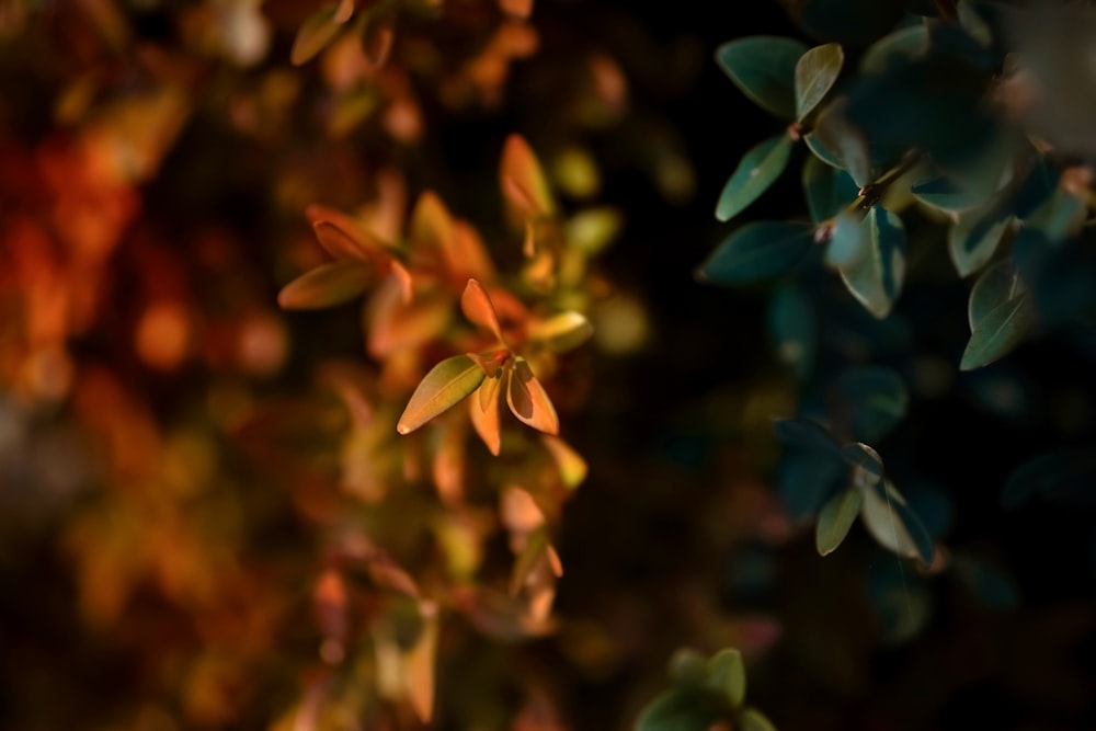 a close up of a plant with leaves on it