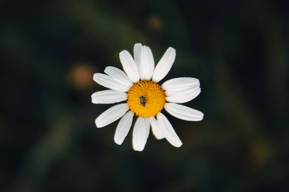 a close up of a white and yellow flower